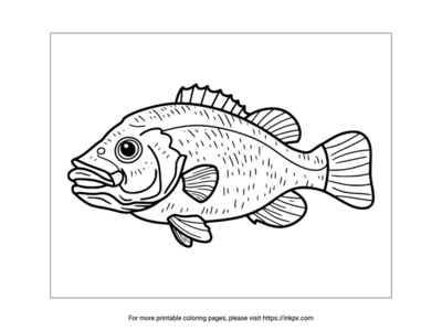 Printable Bass Fish Coloring Page