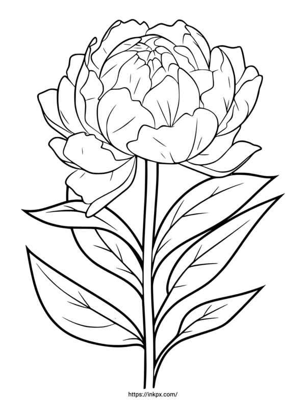 Free Printable Minimalist Peony Coloring Page