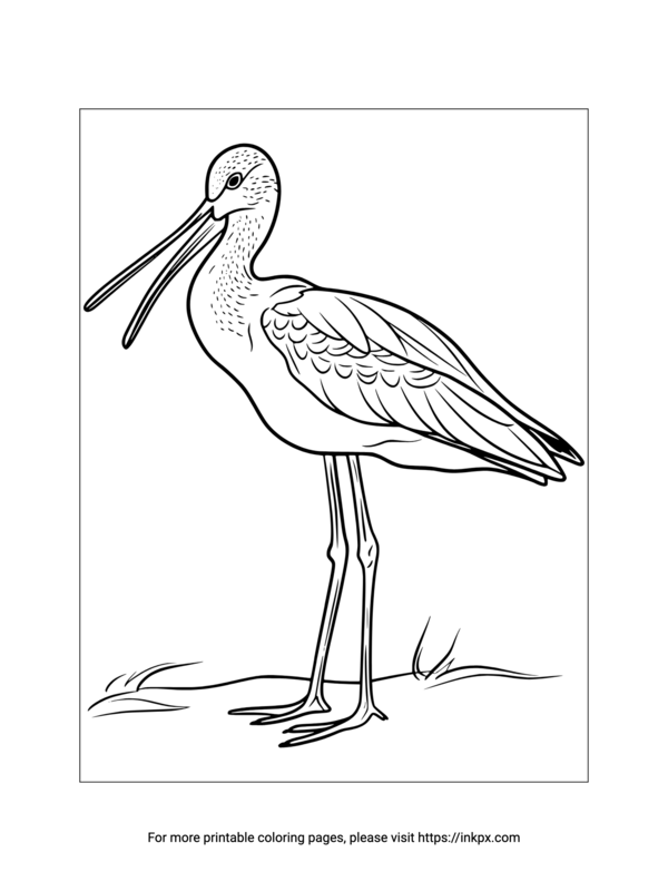 Free Printable Sandpiper Coloring Sheet