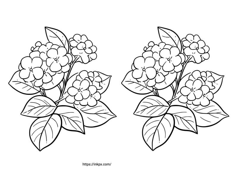 Free Printable Double Hydrangea Coloring Page