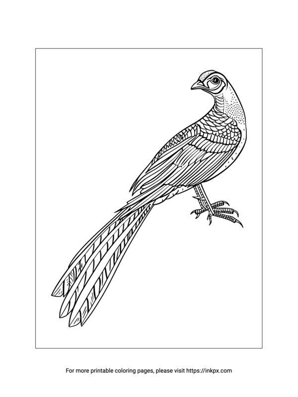 Free Printable Pheasant Coloring Page