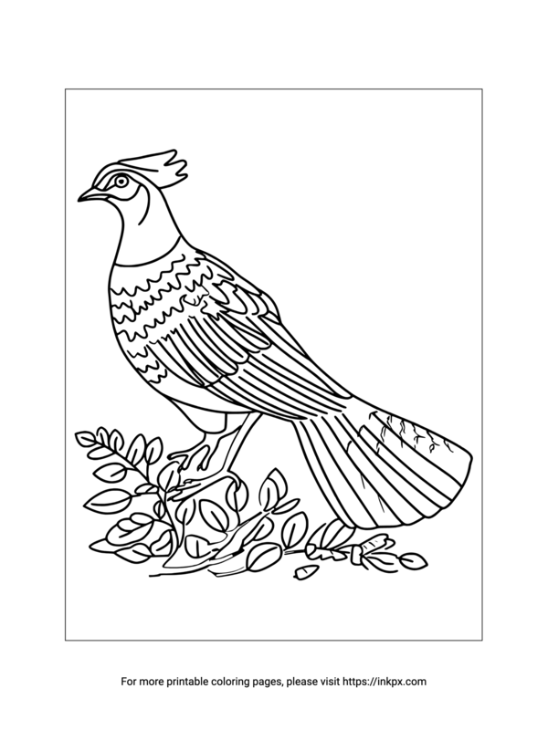 Free Printable Pheasant Coloring Sheet