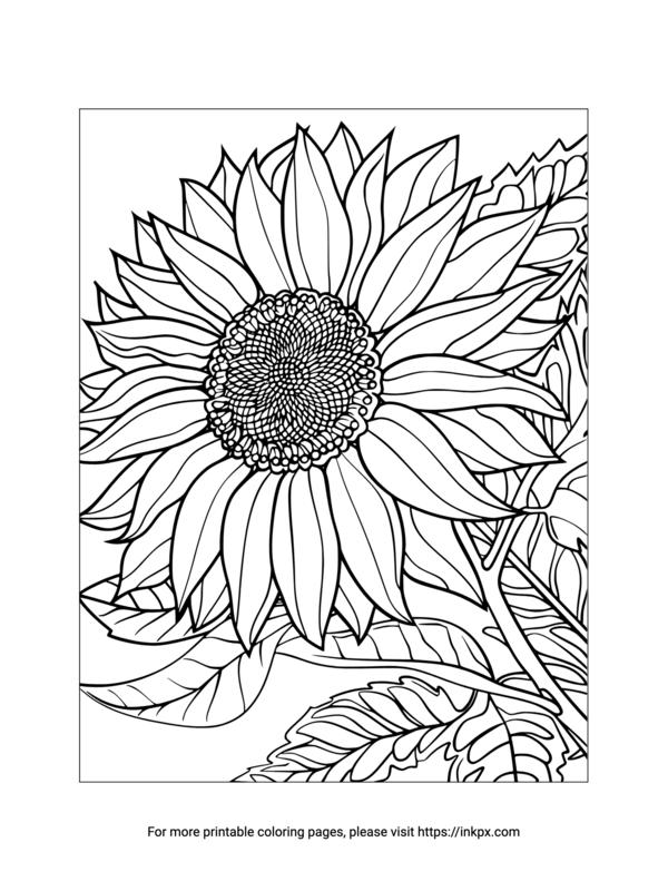 Free Printable Realistic Sunflower Coloring Sheet · InkPx