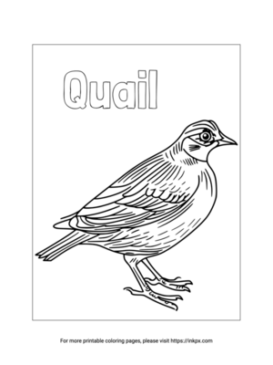 Free Printable Quail Coloring Page