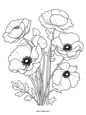 Free Printable Poppy Flower Coloring Page