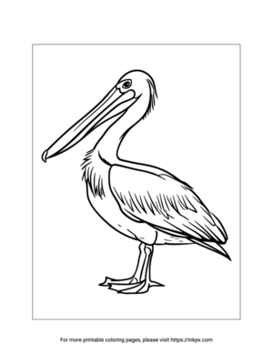 Printable Pelican Coloring Sheet