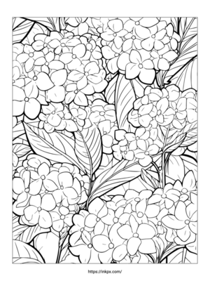 Free Printable Complex Hydrangea Coloring Page