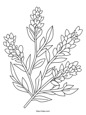 Free Printable Minimalist Lavender Flower Coloring Page