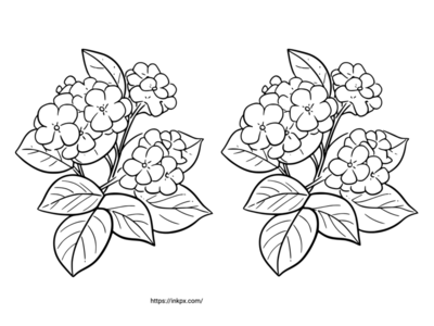 Free Printable Double Hydrangea Coloring Page