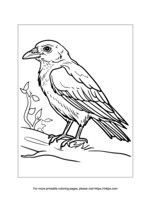 Free Printable Jackdaw Coloring Page