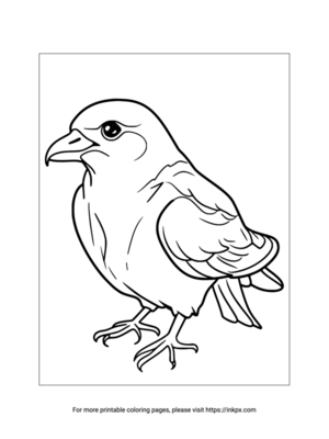 Free Printable Petrel Coloring Page