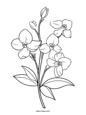 Free Printable Regular Orchid Coloring Page