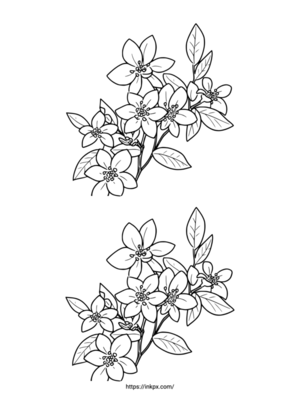 Free Printable Double Common Jasmine Coloring Page
