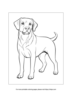 Printable Labrador Retriever Coloring Page