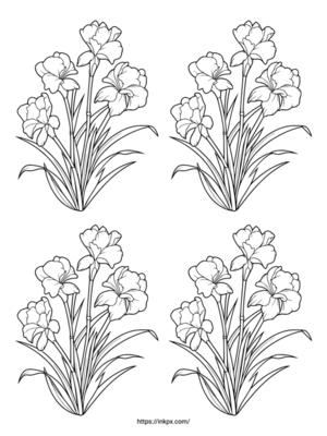 Free Printable Quadruple Iris Coloring Page
