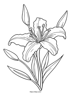 Free Printable Simple Lily Coloring Page