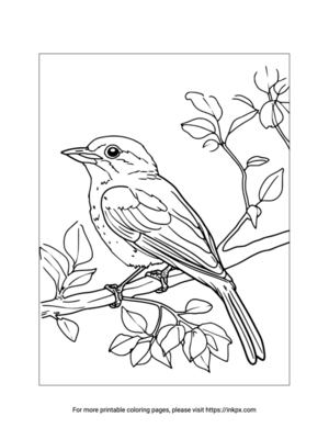 Free Printable Starling Coloring Page