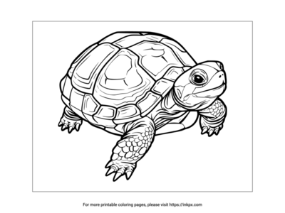 Printable Turtle Coloring Page