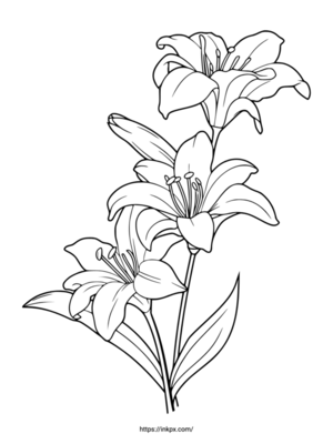 Free Printable Regular Lily Coloring Page