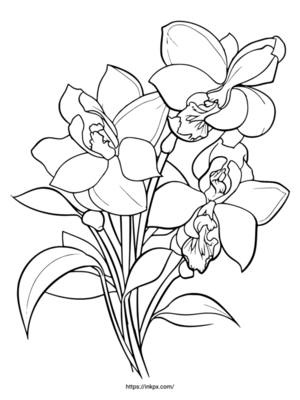 Free Printable Simple Orchid Coloring Page