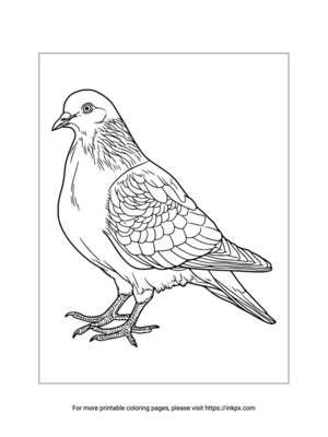 Printable Pigeon Coloring Page