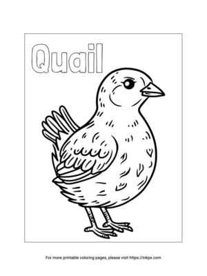 Free Printable Quail Coloring Sheet