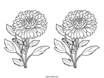 Free Printable Double Chrysanthemum Coloring Page