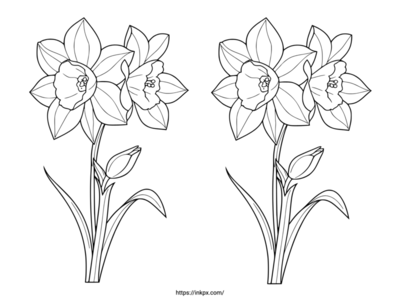 Free Printable Double Daffodil Coloring Page
