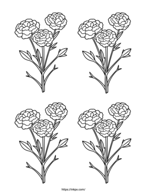 Free Printable Quadruple Carnation Flower Coloring Page