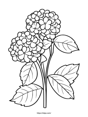 Free Printable Simple Hydrangea Coloring Page