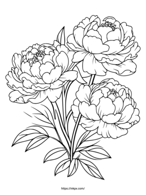 Free Printable Peony Coloring Page