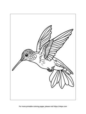Printable Hummingbird Coloring Page